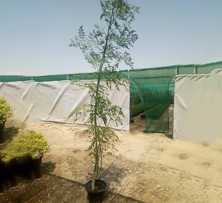 Moringa Oleifera "Drum - Stick Tree" - Greensouq - 