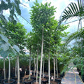 Morus Alba Or Mulberry Tree 3.0 - 3.5m شجرة توت - Greensouq - 