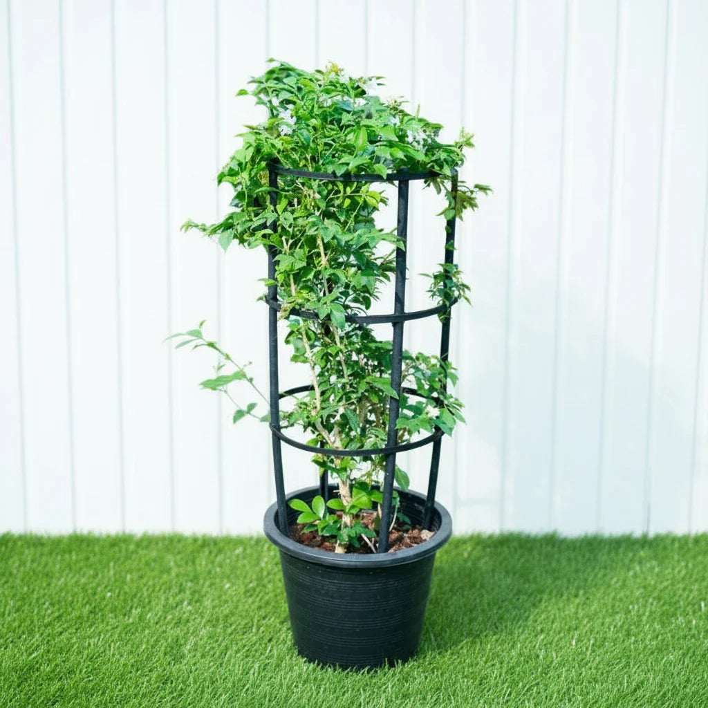 Murraya Paniculata "Orange or Thai Jasmine" - Greensouq - 