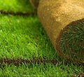 Natural Carpet Bermuda Grass "American Bermuda" - Greensouq - 