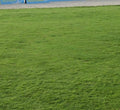 Natural Carpet Paspalum Grass "Paspalium vaginatum" - Greensouq - 
