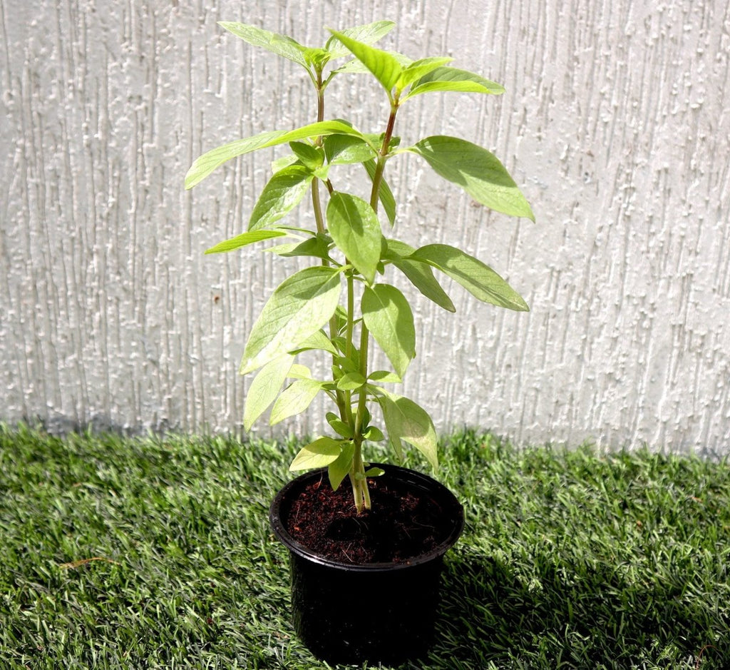 Ocimum Basilicum or Rehan Plant - Greensouq -