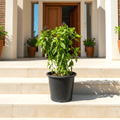 Ocimum Basilicum or Rehan Plant - Greensouq -