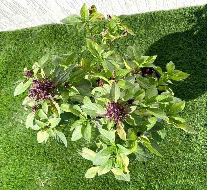 Ocimum Basilicum or Rehan Plant - Greensouq -