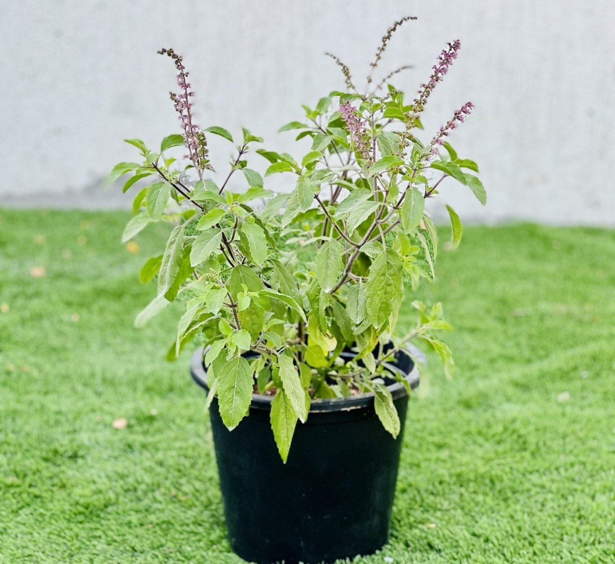 Ocimum Tenuiflorum/Tulsi plant/Holy Basil - Greensouq - 