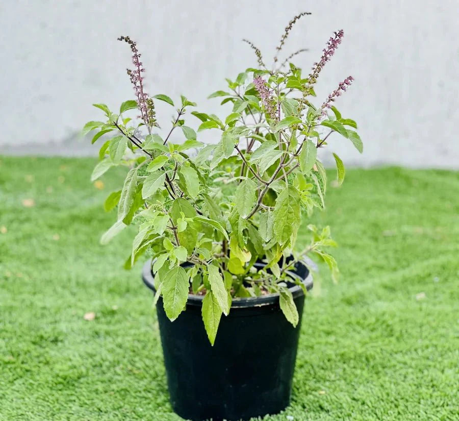 Ocimum Tenuiflorum/Tulsi plant/Holy Basil - Greensouq - 
