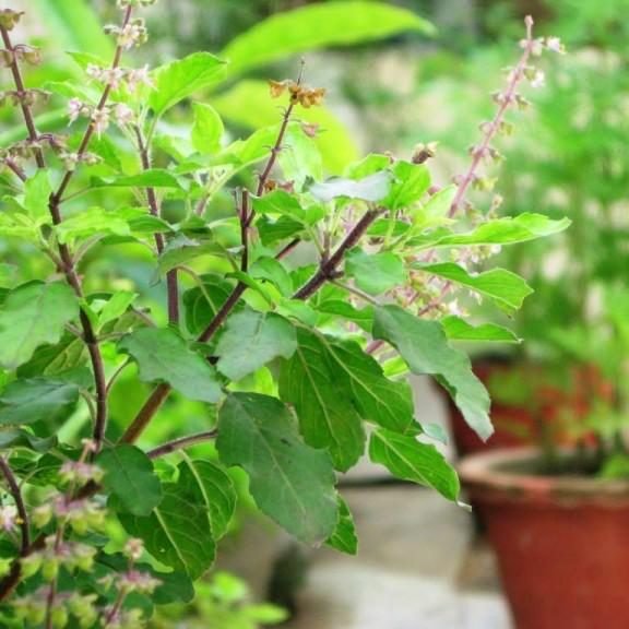 Ocimum Tenuiflorum/Tulsi plant/Holy Basil - Greensouq - 