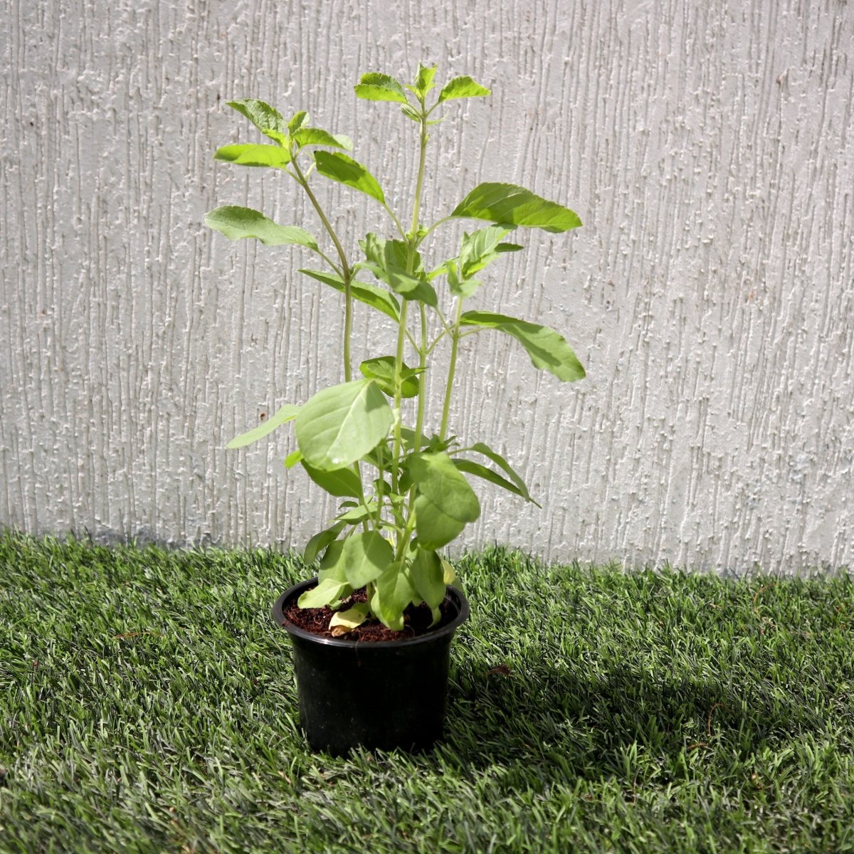Ocimum Tenuiflorum/Tulsi plant/Holy Basil - Greensouq - 