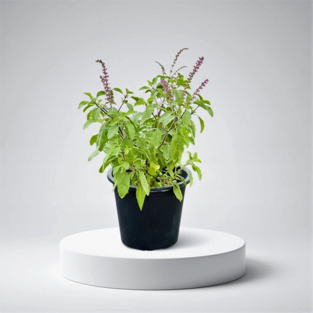 Ocimum Tenuiflorum/Tulsi plant/Holy Basil - Greensouq - 