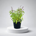 Ocimum Tenuiflorum/Tulsi plant/Holy Basil - Greensouq - 
