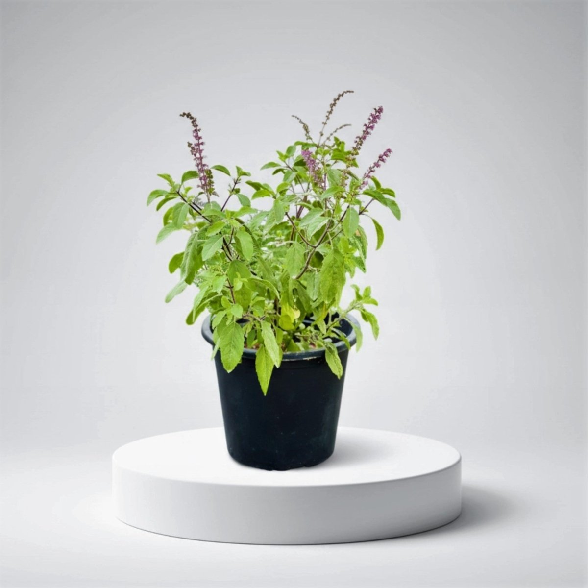 Ocimum Tenuiflorum/Tulsi plant/Holy Basil - Greensouq - 