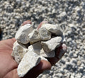 Off White Gravel 2 - 4cm 20kg Bag - Greensouq - 