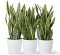 Office Sansevieria Set 30cm to 40cm - Greensouq - 