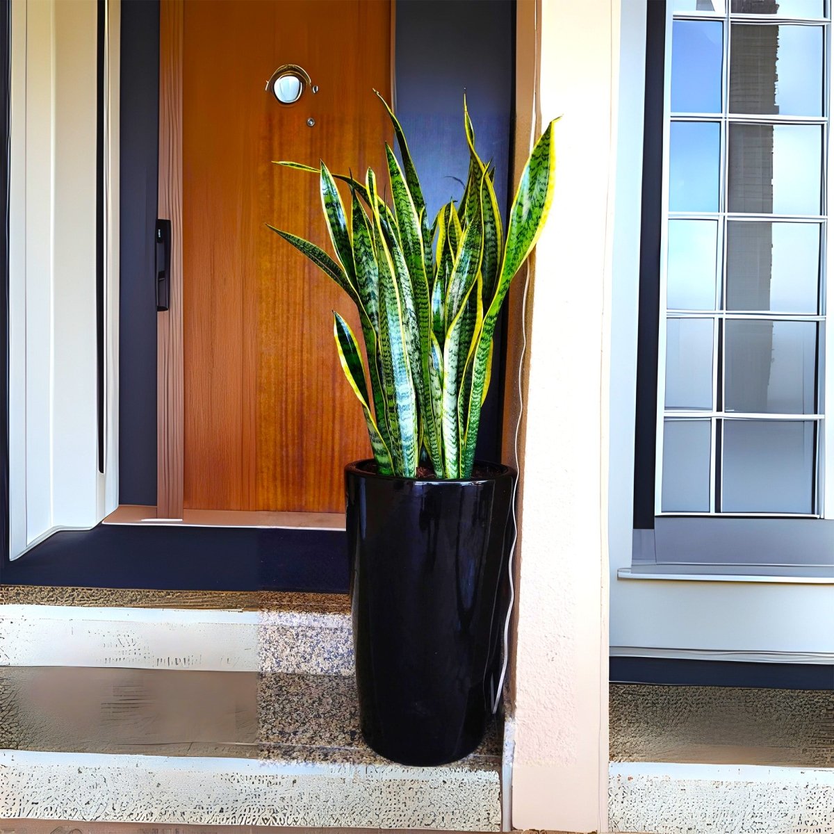 Office Snake Plant in Long Ceramic Pot 80 - 100cm - Greensouq - 
