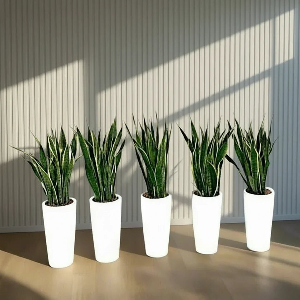 Office Snake Plant Set of 5 in Ceramic Pot 80 - 100cm - Greensouq - 