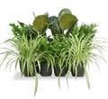 Office Indoor Plant Set | Office Starter Plant Set 30 - 40cm - Greensouq -