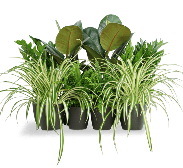 Office Indoor Plant Set | Office Starter Plant Set 30 - 40cm - Greensouq -