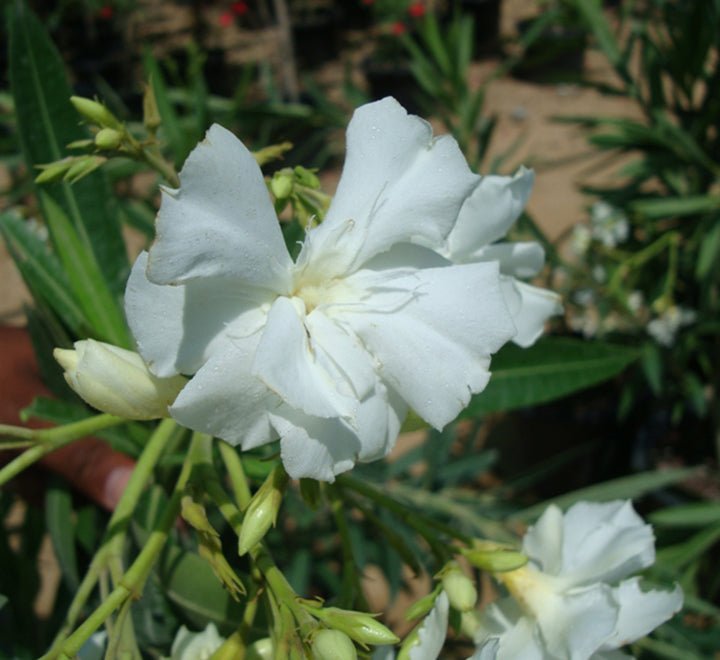 Oleander "Nerium Oleander" - Greensouq - 