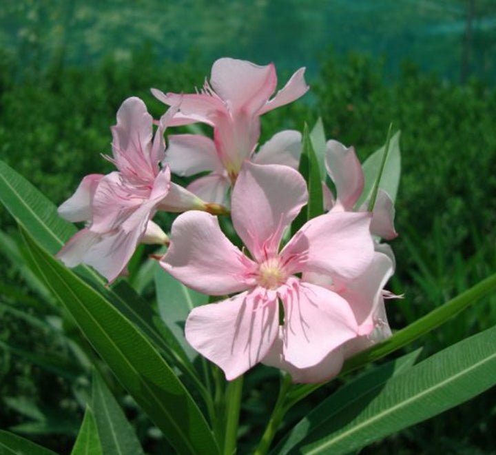Rosebay Plant "Nerium Oleander" Mix Copa 30L - Greensouq -