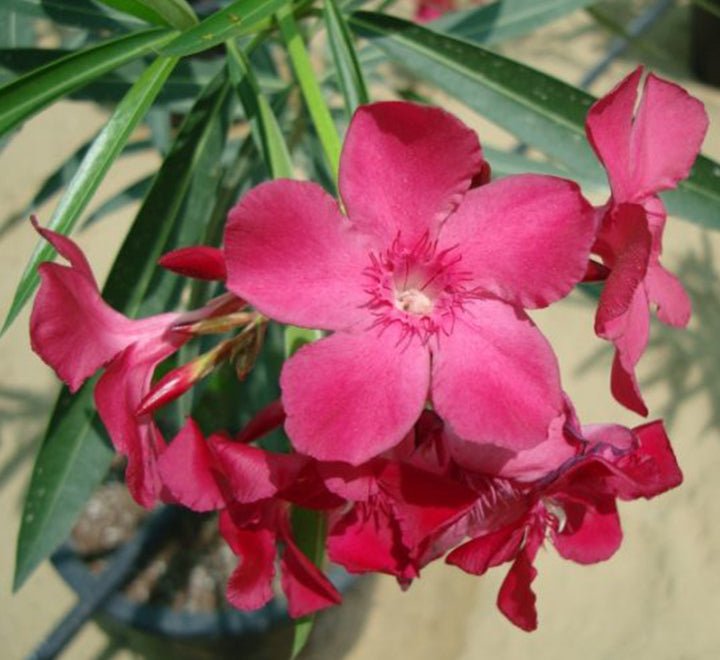 Rosebay Plant "Nerium Oleander" Mix Copa 30L - Greensouq -