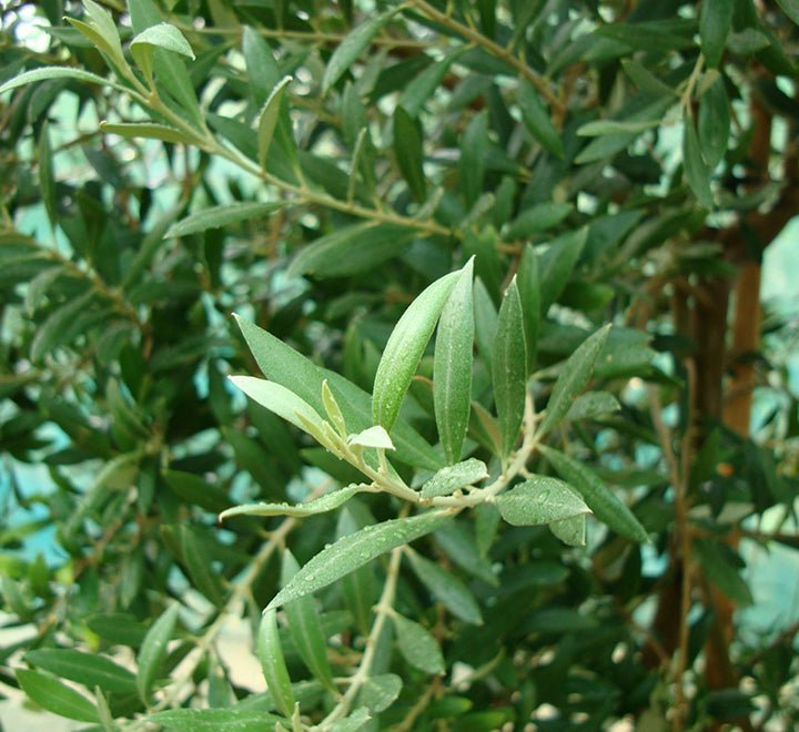 Olive Multihead | Multihead Olea Europea 1.0m - 1.2m شجرة زيتون - Greensouq - 