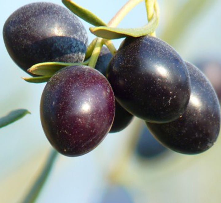Olive Bonsai Tree | Olive Single Head Bonsai 0.8 - 1.0m | شجرة زيتون - Greensouq -