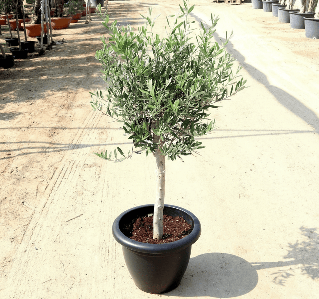 Olive Bonsai Tree | Olive Single Head Bonsai 0.8 - 1.0m | شجرة زيتون - Greensouq -