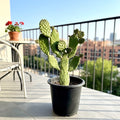 Opuntia Consolea | Road Kill Cactus - Greensouq - 