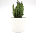 Mini Barbary Fig | Opuntia Monacantha mini-Indoor | 5 - 8cm - Greensouq -