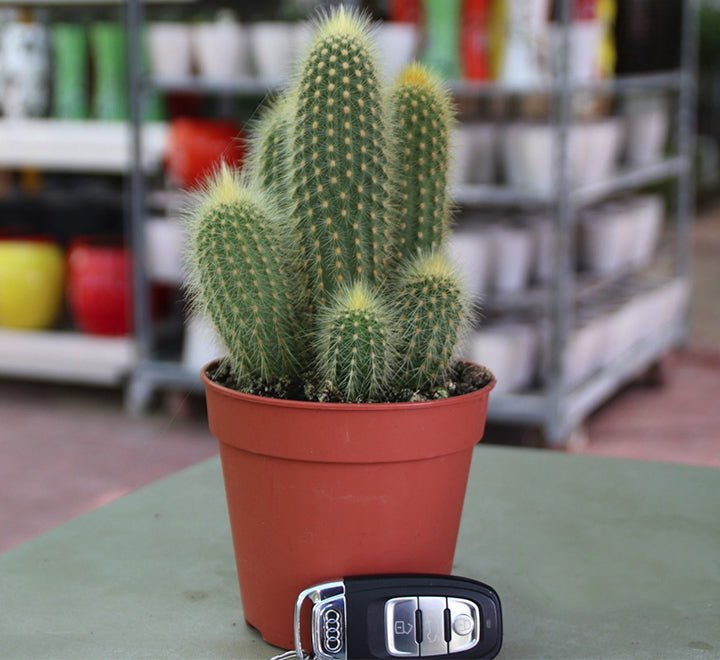 Ornamental Cactus 7 - 15cm - Greensouq - 