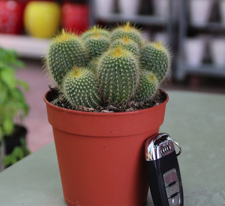 Ornamental Cactus 7 - 15cm - Greensouq - 