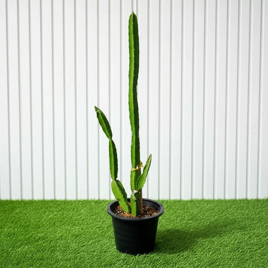 Pachycereus gaumeri or Kanzacam Cactus 0.6 - 0.8m - Greensouq - 