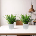 Boston Ferns Pair in Round Cement Pots - Greensouq -