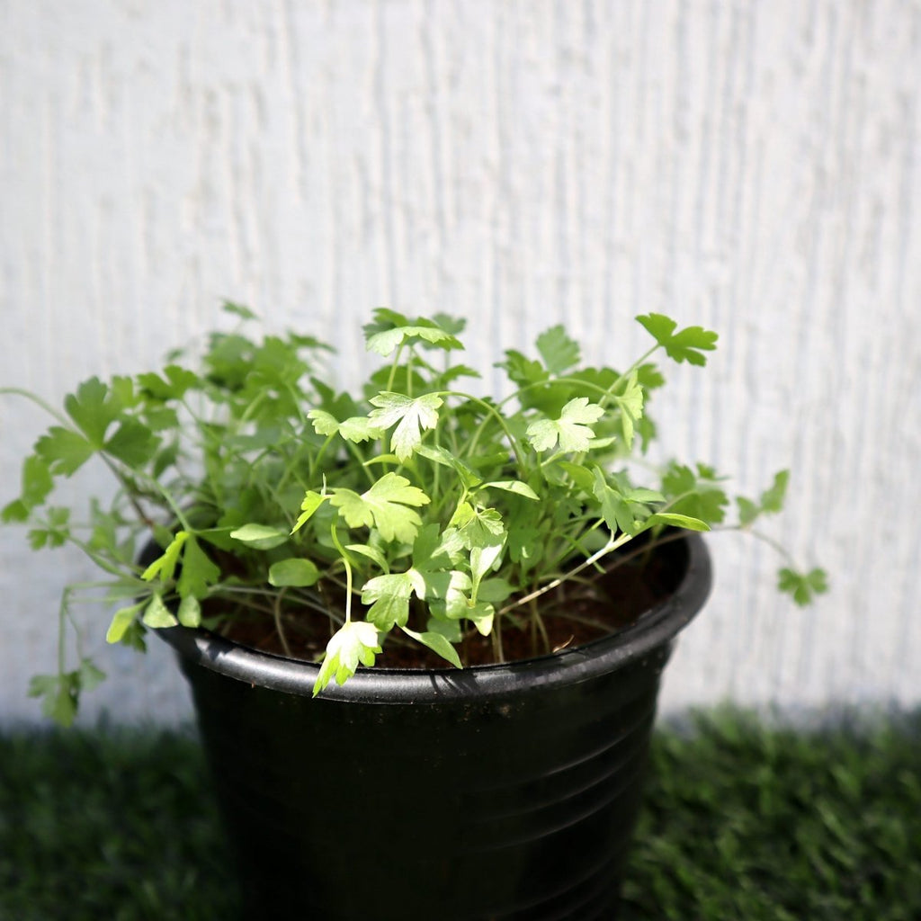 Agrimax Parsley Seeds - Greensouq -