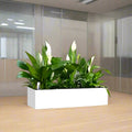 Peace Lily Trio Indoor Trio in Fiber Glass Planter (GRP) (90x30x30cm) - Greensouq -