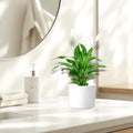 Peace Lily or Spathiphyllum or "زنبق السلام" - Greensouq - 