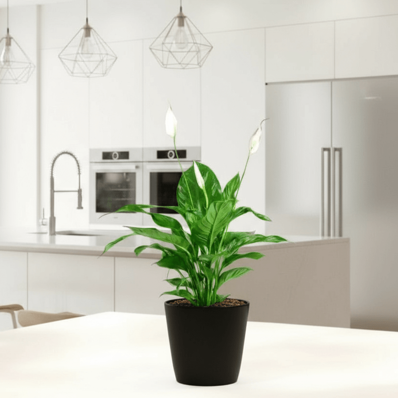 Peace Lily or Spathiphyllum or "زنبق السلام" - Greensouq - 