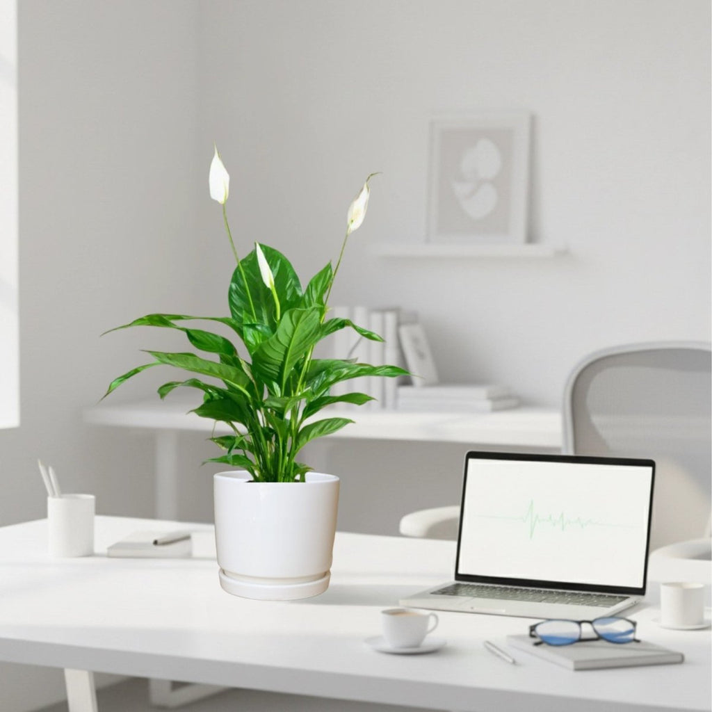 Peace Lily or Spathiphyllum or "زنبق السلام" - Greensouq - 