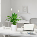 Peace Lily or Spathiphyllum or "زنبق السلام" - Greensouq - 