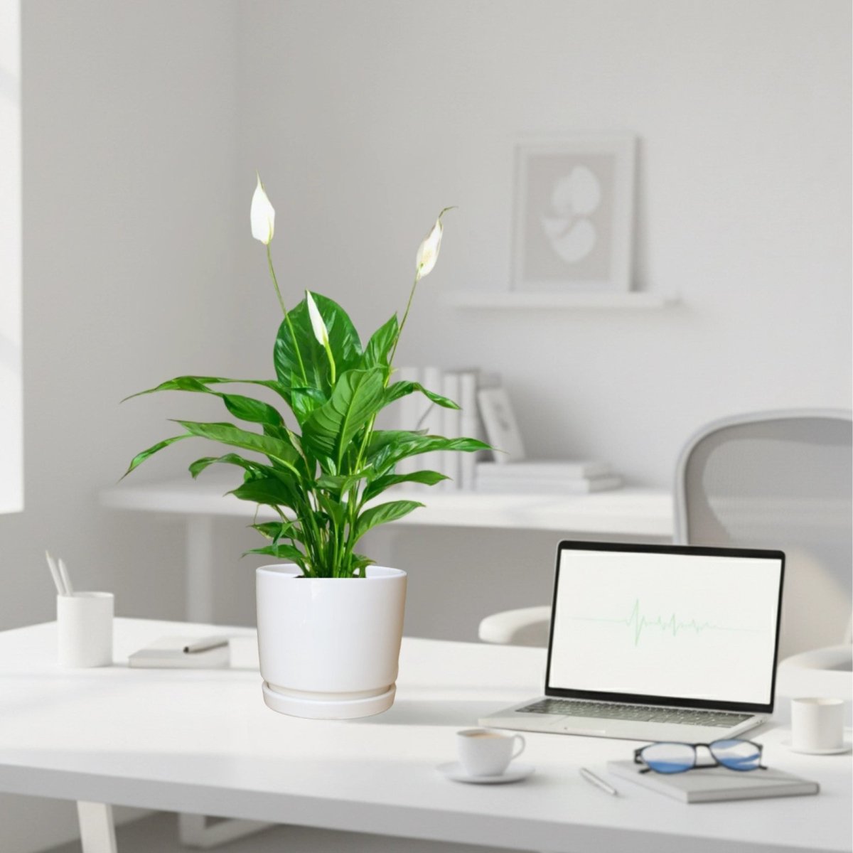 Peace Lily or Spathiphyllum or "زنبق السلام" - Greensouq - 