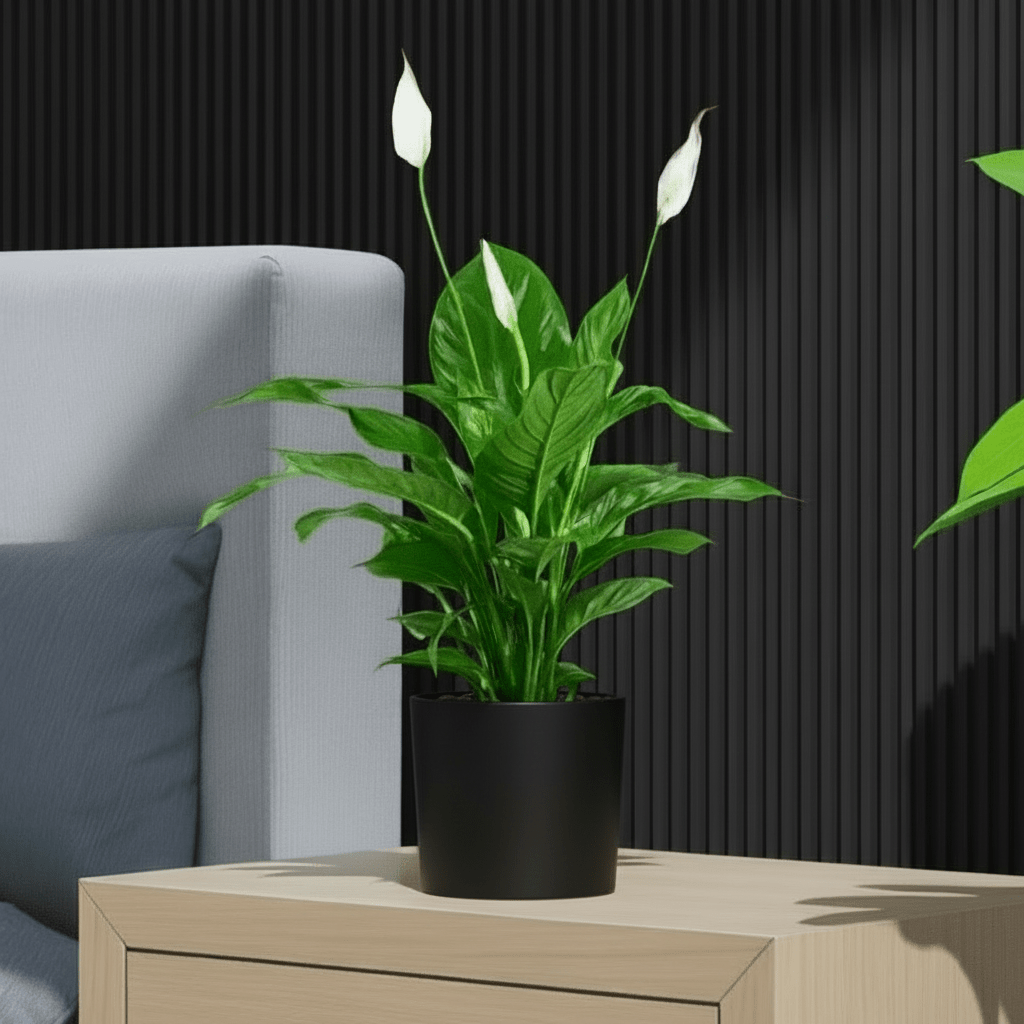 Peace Lily or Spathiphyllum or "زنبق السلام" - Greensouq - 