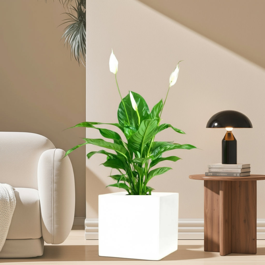 Peace Lily or Spathiphyllum or "زنبق السلام" in Grp Square Pot 40x40 - Greensouq - 