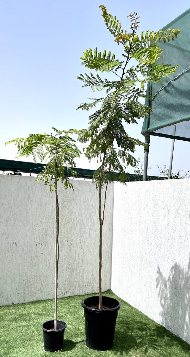 Peltophorum pterocarpum, Yellow Flame or Copper Pod - Greensouq - 