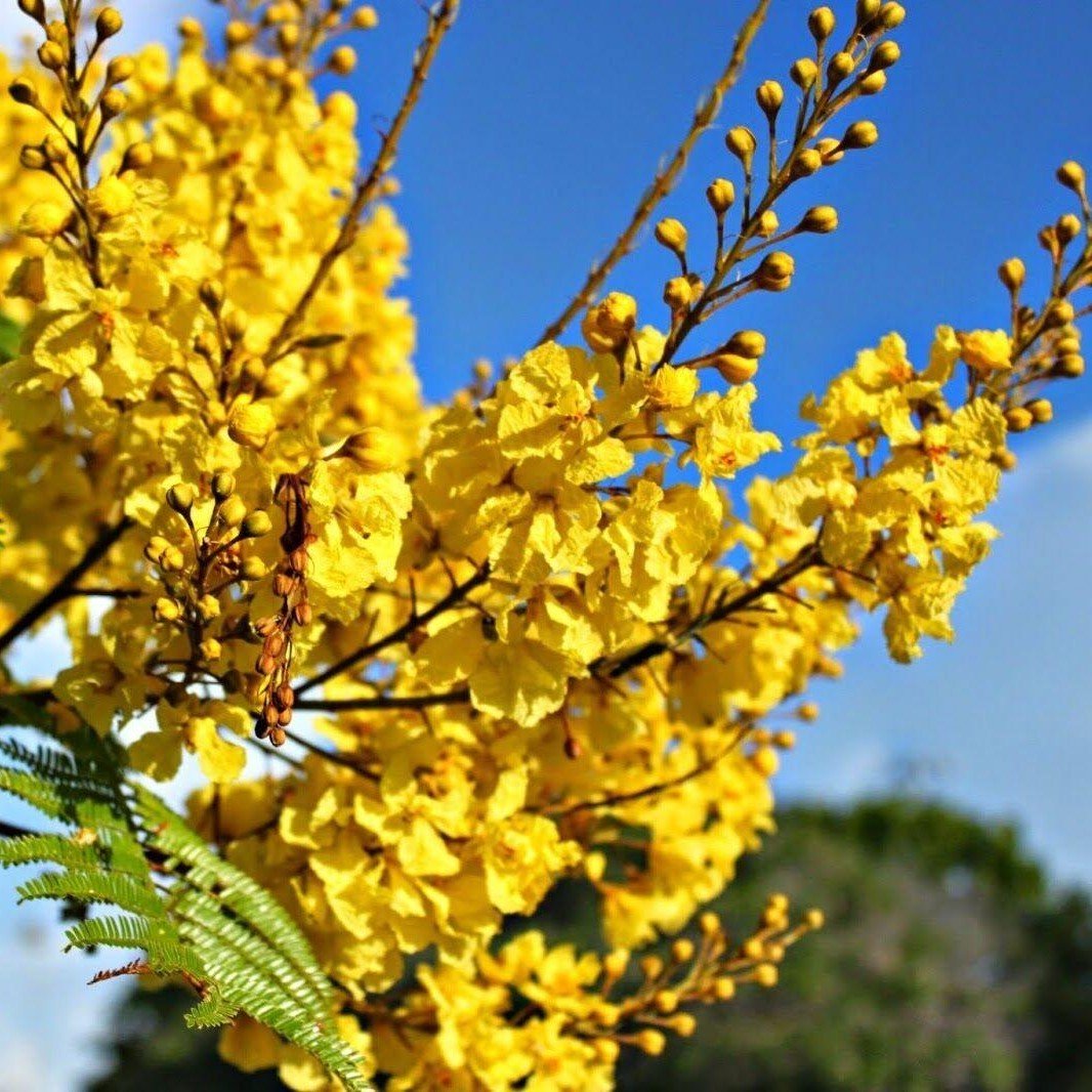 Peltophorum pterocarpum, Yellow Flame or Copper Pod - Greensouq - 