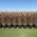 Pennisetum Rubrum (Purple Fountain Grass, African Fountain Grass, Tender Fountain Grass) - Greensouq - 