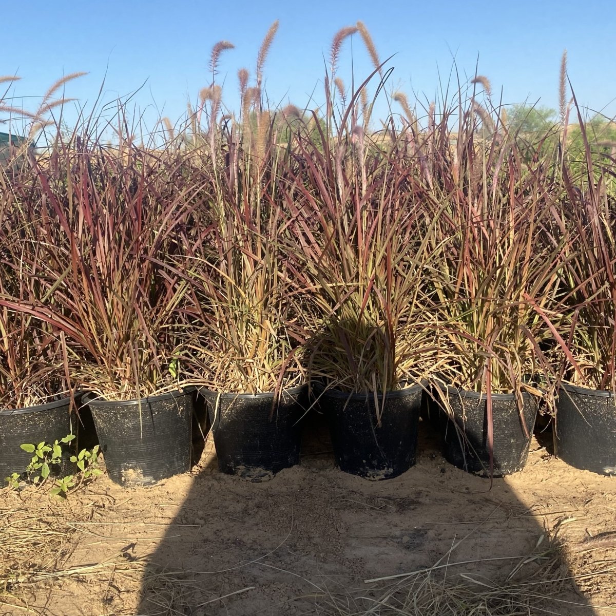 Pennisetum Rubrum (Purple Fountain Grass, African Fountain Grass, Tender Fountain Grass) - Greensouq - 