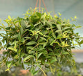 Peperomia angulata Or Green Leaf Peperomia - Greensouq - 