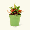 Peperomia caperata - Greensouq - 