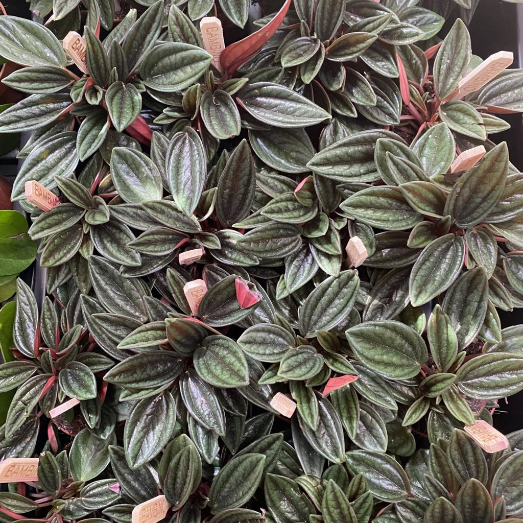 Peperomia caperata - Greensouq - 