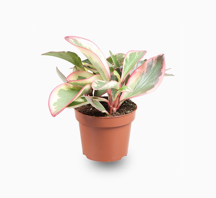 Peperomia Ginny or Tricolor Peperomia 10 - 15cm - Greensouq - 